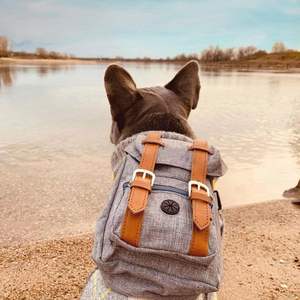 Sevimli Evcil Hayvan Polyester Fermuarlı Sırt Çantası Büyük Kapasiteli Köpek Ödül Maması Çantası Küçük ve Orta Boy Köpekler için Taşınabilir Okul Çantası - Product Image 6