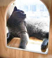 PAIPET Griffoir pour chat, griffoir mural en bois et sisal avec plateforme arquée, mobilier pour chat peu encombrant, vente en gros