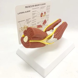 Modello Anatomico di Scheletro Umano a Grandezza Naturale in PVC con Articolazione del Gomito per Insegnamento Medico - Product Image 5