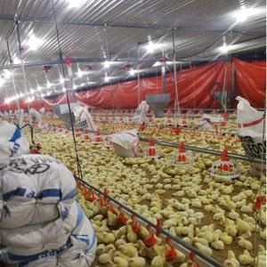 Новая автоматизированная система кормления и поения для птицеводства Bangchi с гарантией 1 год - Product Image 5