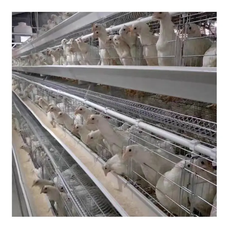 بطارية مستعملة لفترة طويلة مزرعة دجاج دواجن زرع بيض للدجاج قفص متعدد الوظائف متوفر في الهواء الطلق