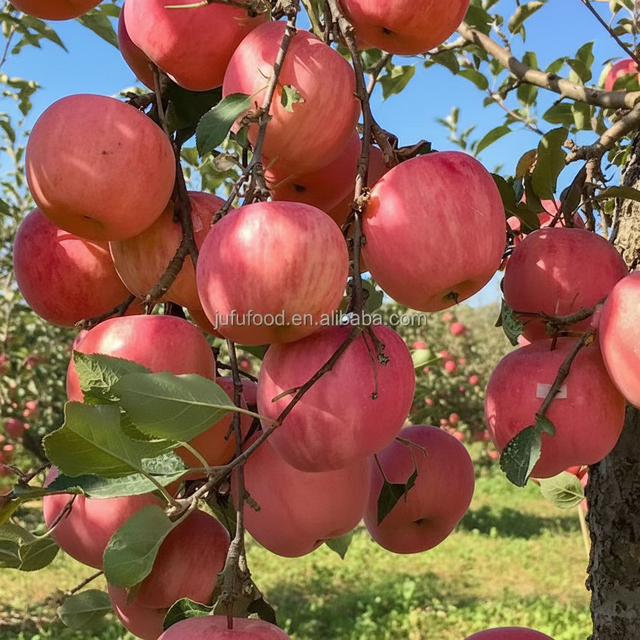 Fresh Red Delicious Fuji Apples-Sweet Grade 1 100% Mature Shandong Origin 8-10cm Size