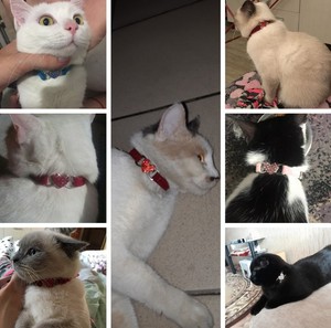 Collar de gato con diseño de corazón de diamante de lujo, Collar elástico de ante suave para perro y gato, accesorios para mascotas, Collar con campana - Product Image 6