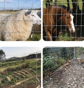 <span class=keywords><strong>Grillage</strong></span> tissé galvanisé pour pâturages, fermes de bovins, chèvres, moutons et clôtures de champs pour cerfs - Product Image 5