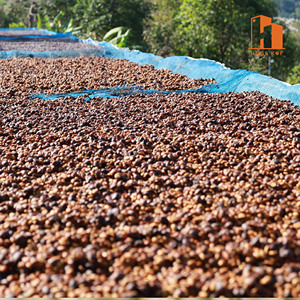 Grade 1 AA Private Label Grains de café vert de spécialité Café cru robusta non torréfié pour la torréfaction Approvisionnement en vrac OEM Wholesale Export - Product Image 6