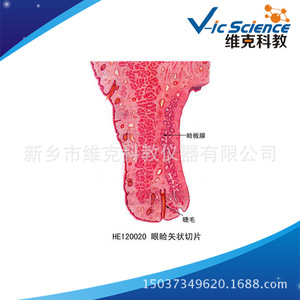 Sección sagital del párpado; histología y embriología; órganos sensoriales; muestras de secciones biológicas; portaplatinas de microscopio. - Product Image 5