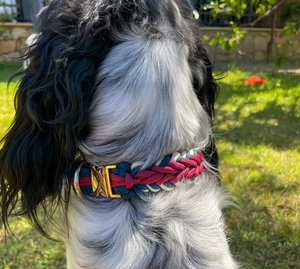 Collare per Cani e Gatti in Paracord Resistente, Impermeabile, con Fibbia Metallica Intrecciata Moderna, per Addestramento, per Maschi e Femmine - Product Image 2