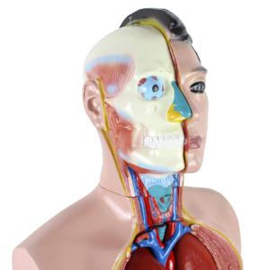 Modè<span class=keywords><strong>le</strong></span> de système d'anatomie humaine de torse anatomique médical masculin de 85cm - Product Image 3