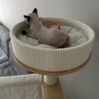 Arbre à chat moderne en bois, arbre à chat d'intérieur, structure d'escalade pour chat à plusieurs niveaux, tour pour chat en bois avec poteau à gratter