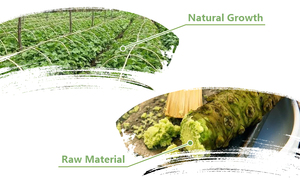 Ingrosso cibo reale giapponese OEM condimento naturale 1kg di <span class=keywords><strong>senape</strong></span> fresca radice pura Wasabi <span class=keywords><strong>in</strong></span> <span class=keywords><strong>polvere</strong></span> - Product Image 2