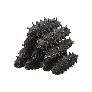 Высококачественный сушеный замороженный лысый морской огурец свежий стиль лучшие рыночные цены натуральный оптовик упаковка - Product Image 1