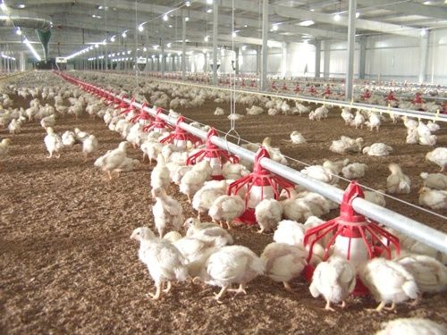 Automatic Feeding Line For Poultry Poultry Equipments Production Line Feeding Chicken Feeder Poultry Farm Animal Feeders