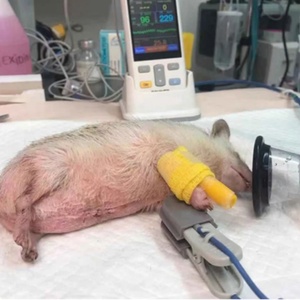 6 Sizes Reusable Dog Veterinary Anesthesia Mask - Product Image 6