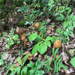Setas de alta calidad <span class=keywords><strong>Boletus</strong></span> edolis secas sin procesar, producto en venta - Product Image 4