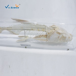 Especímen de esqueleto anatómico de carpa de cabeza grande; esqueleto completo de pez de agua dulce; equipo didáctico para laboratorio universitario. - Product Image 2