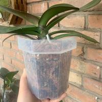 Pot de fleurs en plastique respirant transparent pour orchidées, avec trous de drainage, jardinières auto-arrosantes pour plantes d'intérieur
