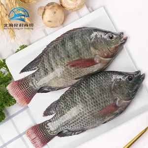 Venta caliente Fabricante de mariscos Mariscos saludables originales eviscerados y escalados IQF 550-750G todo Redondo negro Tilapia pescado