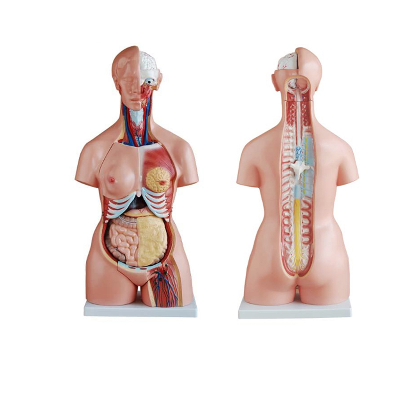 Модель человеческого тела торса 85 см, три секса, торс, 23 части, анатомическая медицинская модель, внутренние органы для обучения