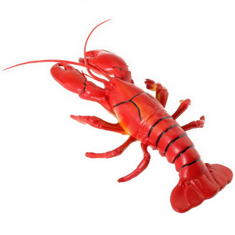 Aragosta da 29 cm-Animale-003