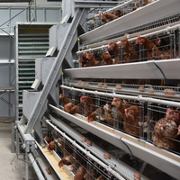 Système de cages à volailles en acier métallique pour poules pondeuses, conception de batterie de type A automatique et économique, pour élevage de poussins