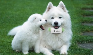 Collier GPS pour chien TKSTAR TK909 Mini Traceur GPS pour animaux de compagnie - Dispositif de localisation en temps réel pour chiens et chats, étanche et longue autonomie de la batterie - Product Image 4