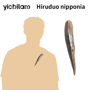 Extraits d'animaux : Sangsues vivantes Hirudo Nipponia pour la thérapie par les sanguesues - Product Image 1