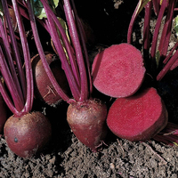 Remolacha Roja Oscura de Detroit Premium, 99.99% de Pureza, Origen Pakistán, Excelente Adaptabilidad, Formación Uniforme de Raíces, Consistente, Comercial