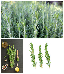 卸売スパイス ストリップ ローズマリー 中国産プレミアム天然乾燥ハーブ ローズマリーの葉 乾燥ローズマリー - Product Image 2