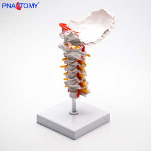 نموذج لـ 7 فصوص عنقية بشرية مع القرص الفقري الخلفي للعنق والأعصاب وشريان الرقبة - Product Image 4