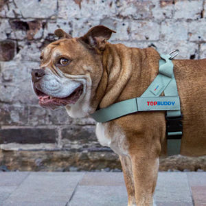 Langkah kustom dalam memanfaatkan anjing hijau zaitun mudah diletakkan tali reflektif sesuai dapat disesuaikan <span class=keywords><strong>Harness</strong></span> anjing untuk keturunan kecil sedang - Product Image 2