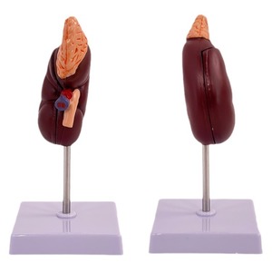 Modèle de rein humain naturel de grande taille, modèle d'anatomie du rein et de la glande surrénales, rein simulé, modèle d'organe interne pour l'enseignement. - Product Image 2
