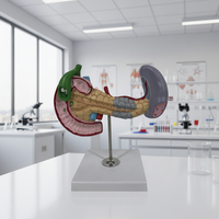 Modelo de anatomía del cuerpo humano, enfermedades del páncreas y la médula, modelo de enseñanza médica patológica