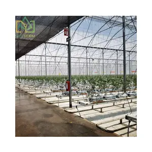 Seepoem Vertical Growing Facilities Equipment Agricultural Hydroponics Multi-span Polycarbonate Greenhouse for Strawberry