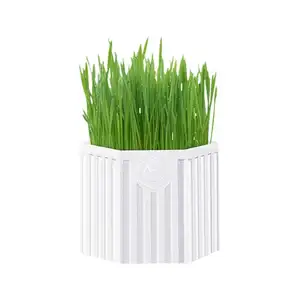 pot catnip tanaman Suppliers-Cat grass de-hair ball coconut shell soil easy planting set potted plant to help digestion and clean mouth cat snacks
