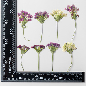 Verbena-Vela <span class=keywords><strong>con</strong></span> ramas para hacer jabón, planta Natural ecológica, flor prensada en marco - Product Image 6