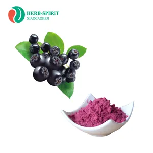 China Leveranciers Hot Selling Aronia Berry Poeder
