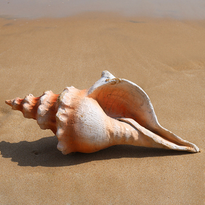 Decorations Store Large Simulation Fiberglass Resin Shell Lifelike Coastal Home <strong>Decor</strong> Ocean Art Statueculptures - Product Image 2