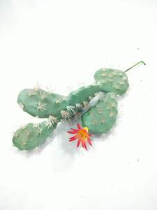 Aménagement paysager et jardinage et décoration de bureau à la maison ou à l'hôtel plante artificielle <span class=keywords><strong>Cactus</strong></span> Cm <span class=keywords><strong>Amazon</strong></span> vente chaude pilier de <span class=keywords><strong>cactus</strong></span> tropical - Product Image 3