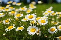Extrait de fleur de Matricaria Recutita Apigenin 98% HPLC CAS 520-36-5 Qualité cosmétique Naturel Apaisant Anti-irritation Antioxydant