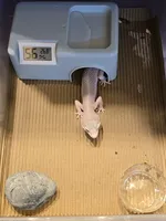 Caverne d'humidification 2-en-1 pour reptiles avec thermomètre et hygromètre numériques intégrés – Abri de terrarium pour Gécko Léopard, Serpent, Lézard