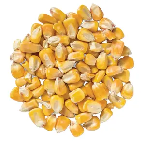 Dried yellow corn for feeding animals YELLOW CORN FOR POULTRY FEED