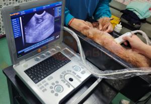 Appareil d'échographie vétérinaire 3D, échographie cardiaque médicale portable de 15 pouces - Product Image 2