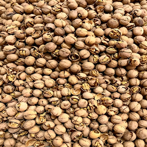 Nuova Raccolta di Noci Grezze Premium a Guscio Sottile, Grado 185 33, Noci Intere di Alta Qualità con Guscio per Esportazione e Vendita all'Ingrosso - Product Image 5