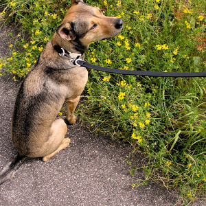 Luxuriöses und modisches Hundehalsband mit Leine aus PVC in angesagten Farben, wasserdicht, mit eigenem Logo und farblich passender Schnalle – Beliebt und im Angebot - Product Image 4