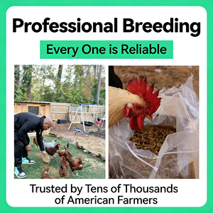 Siyah Su Sineği Kuru Takviyeleri Kalsiyum Besinleri Balıkçılık Yuvalama Yemleme Tavuk Yüksek <span class=keywords><strong>Protein</strong></span> - Product Image 2