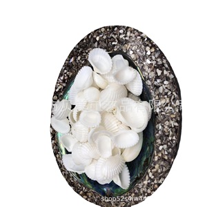 Beimei conchas perforadas, caracolas, almejas de nieve, peludas, coco, Blanco pequeño, de viento carillones Diy hechos a mano, foto - Product Image 1