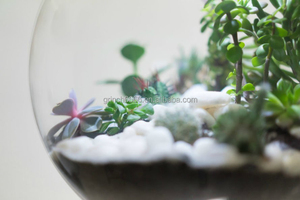 Terrario colgante de vidrio para plantas de interior, terrario led de vidrio para plantas de interior, botella de vidrio, Terrario de selva tropical - Product Image 6