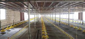 Floor <strong>Raising</strong> <strong>Chicken</strong> Farming <strong>Feeding</strong> System Automatic Poultry Machine Equipment - Product Image 4