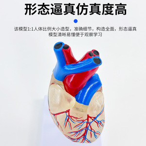 Modelo de corazón transparente natural y grande; modelo anatómico de corazón humano estándar; ultrasonido/doppler color desmontable para - Product Image 3