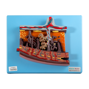 แบบจำลองขยายของรก - Product Image 1